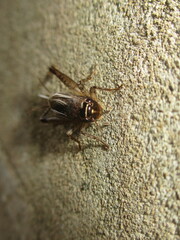 Loxoblemmus arietulus