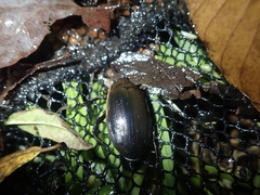 Dytiscus semisulcatus