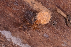 Mimetidae