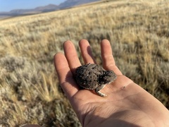 Phrynosoma douglasii