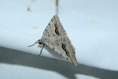 Frederickia s-signata