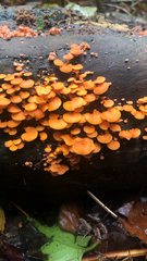 Favolaschia claudopus