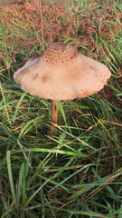 Macrolepiota procera
