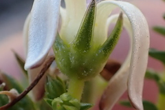 Wahlenbergia neorigida