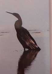 Anhinga rufa rufa