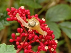 Helicarion perfragilis