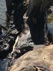 Pelophylax kurtmuelleri