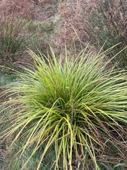 Carex virgata