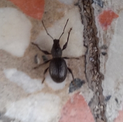 Otiorhynchus