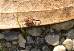 Euophrys