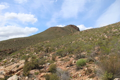 Pteronia fasciculata