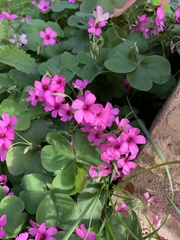 Oxalis articulata