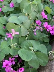Oxalis articulata