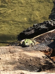 Pelophylax kurtmuelleri