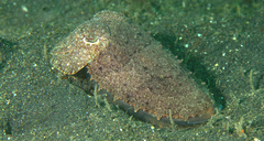 Sepia aculeata