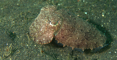 Sepia aculeata