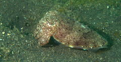 Sepia aculeata