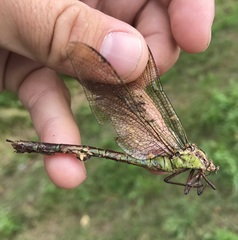 Aeshna viridis