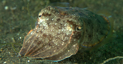 Sepia aculeata