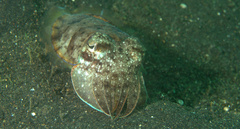 Sepia aculeata