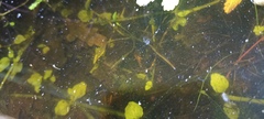 Triturus cristatus