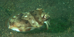 Sepia aculeata