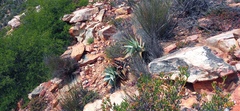 Aloe perfoliata