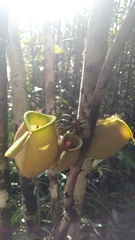 Nepenthes ampullaria