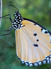 Danaus chrysippus