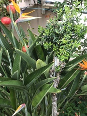 Strelitzia