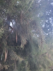 Casuarina equisetifolia