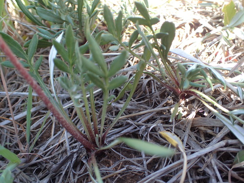 Image of Gazania rigida by no rights reserved