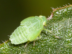 Dictyopharidae