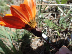 Gazania rigida
