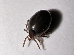 Ixodes ricinus