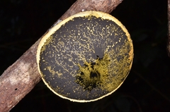Xylaria compuncta