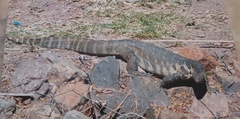 Varanus niloticus