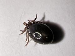 Ixodes ricinus