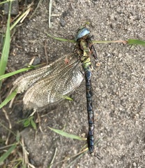 Aeshna viridis