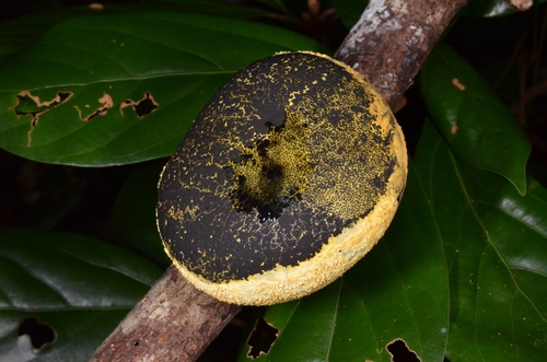 Sarcoxylon