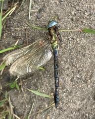 Aeshna viridis