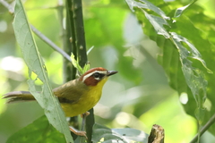 Basileuterus delattrii