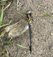 Aeshna viridis