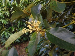 Persea americana