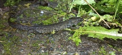 Triturus cristatus