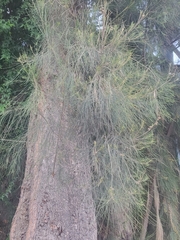 Casuarina equisetifolia