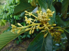 Persea americana