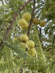 Phyllanthus emblica