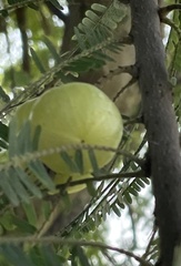 Phyllanthus emblica