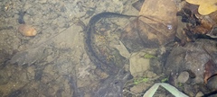 Triturus cristatus